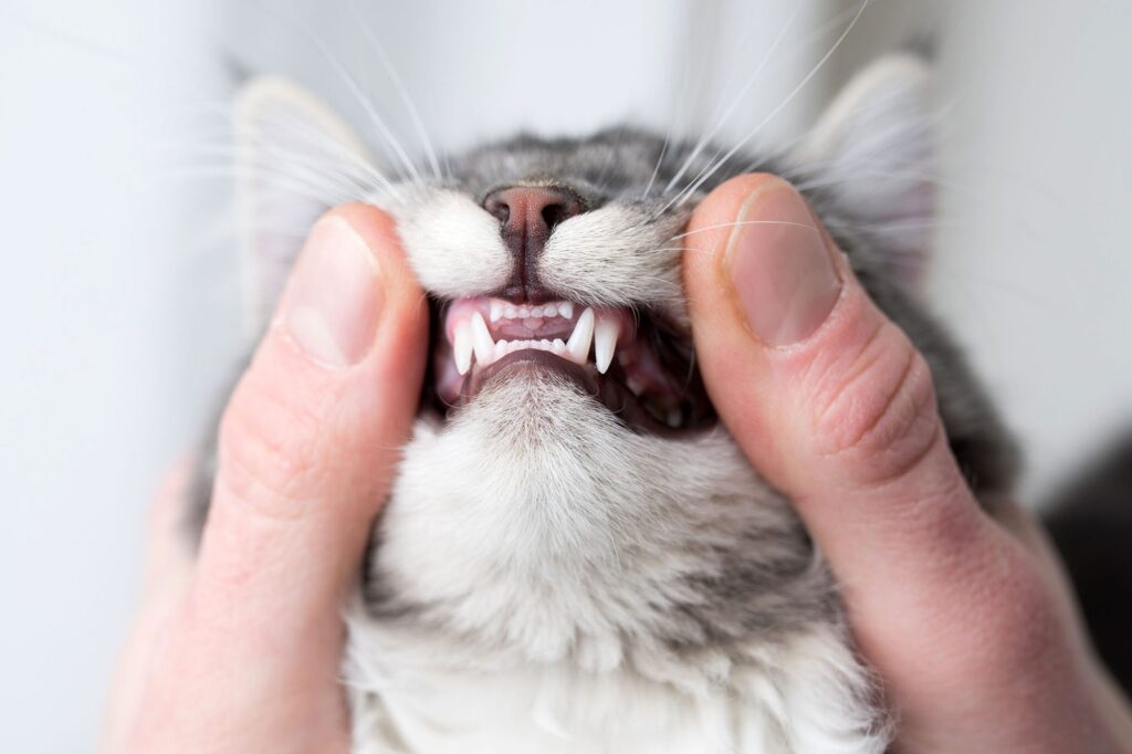 https://www.dailypaws.com/cats-kittens/cat-grooming/cat-teeth-cleaning